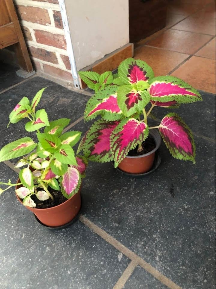 Plantjes siernetel, Ophalen