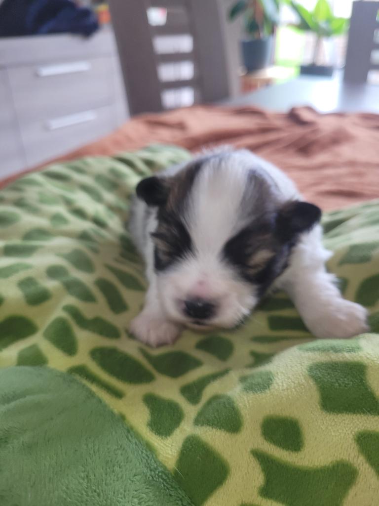 Pups Kleine Keeshondjes, Parvo, België, Particulier, Keeshond