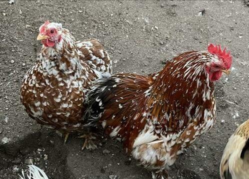 opvang voor pluimvee, Dieren en Toebehoren