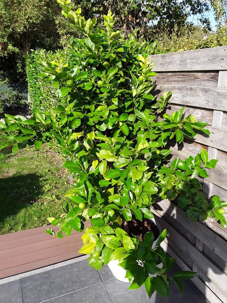 Citroenboom, Tuin en Terras, Ophalen, In pot