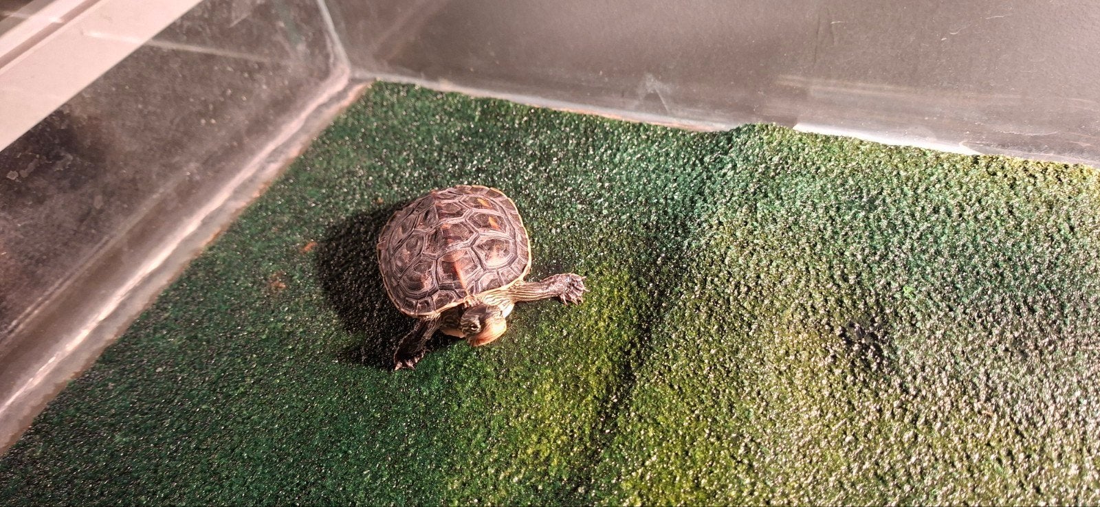 4 waterschildpadden met aquarium, Ophalen of Verzenden