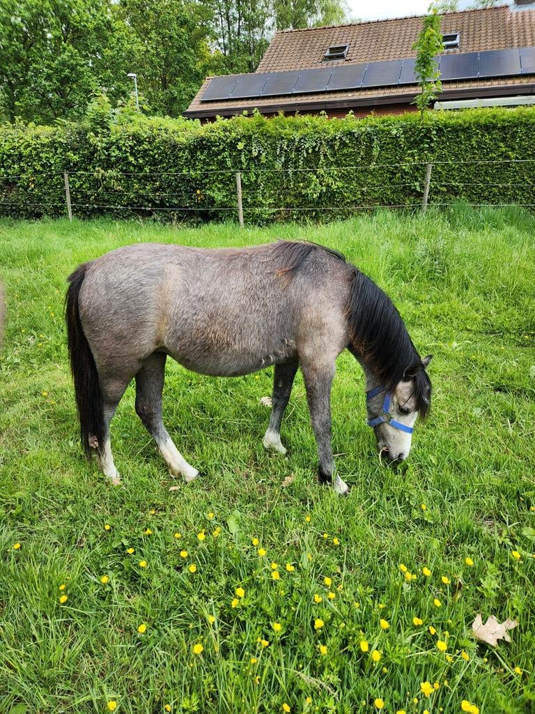 Mooie Welsh merrietje jaarling, Dieren en Toebehoren, Merrie, Niet van toepassing, 0 tot 2 jaar, Ontwormd