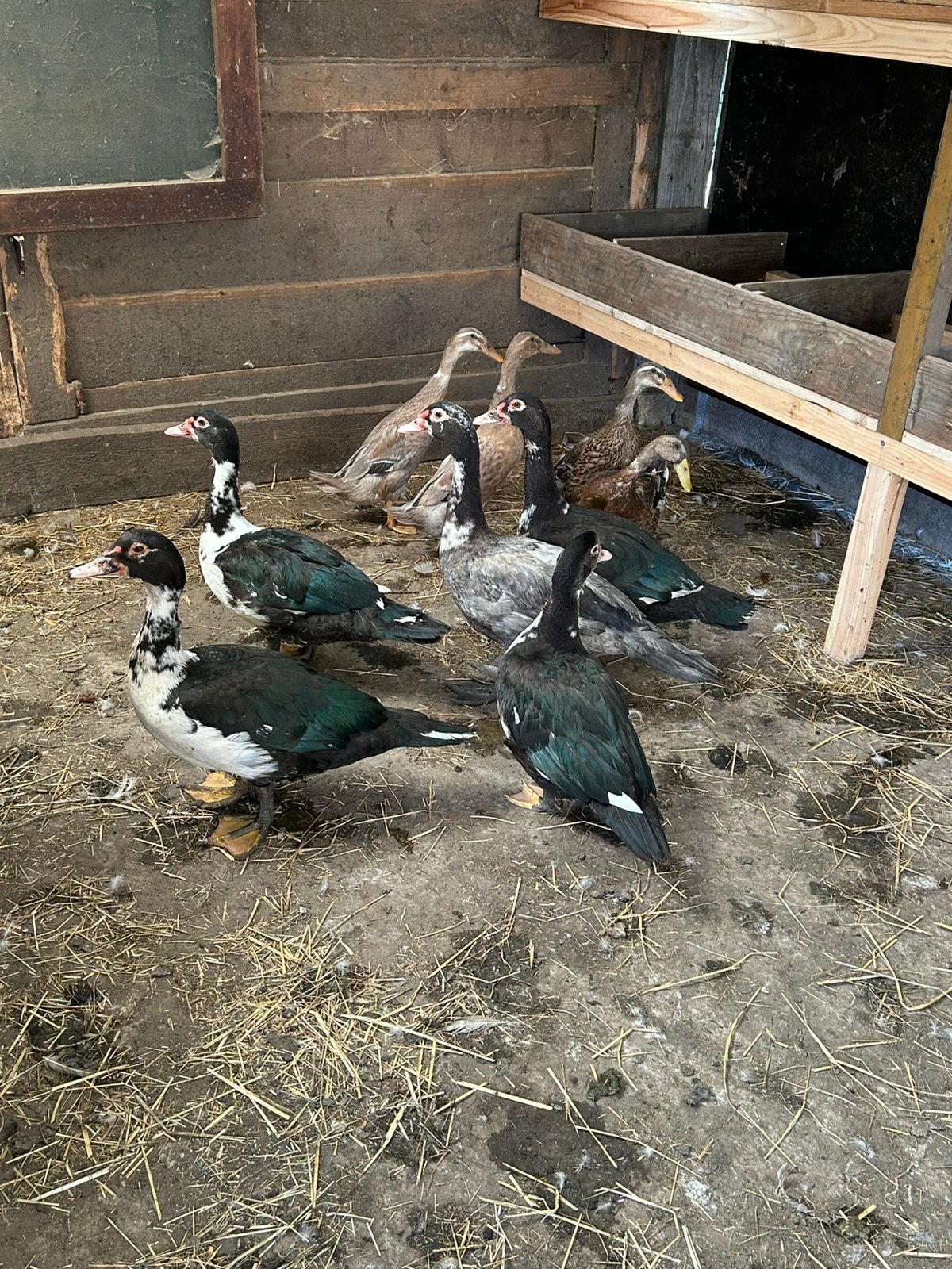 Canard de barbarie males, Animaux & Accessoires, Canard