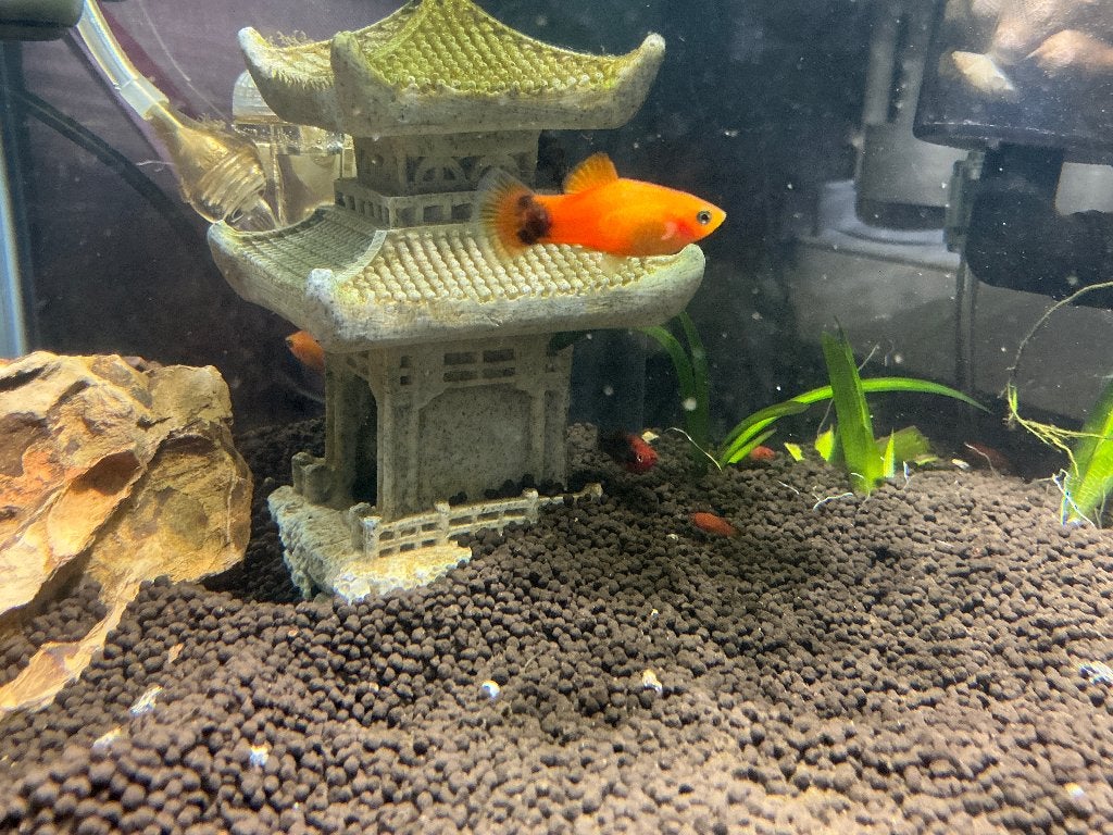Platy, Dieren en Toebehoren, Vis, Zoetwatervis, Schoolvis