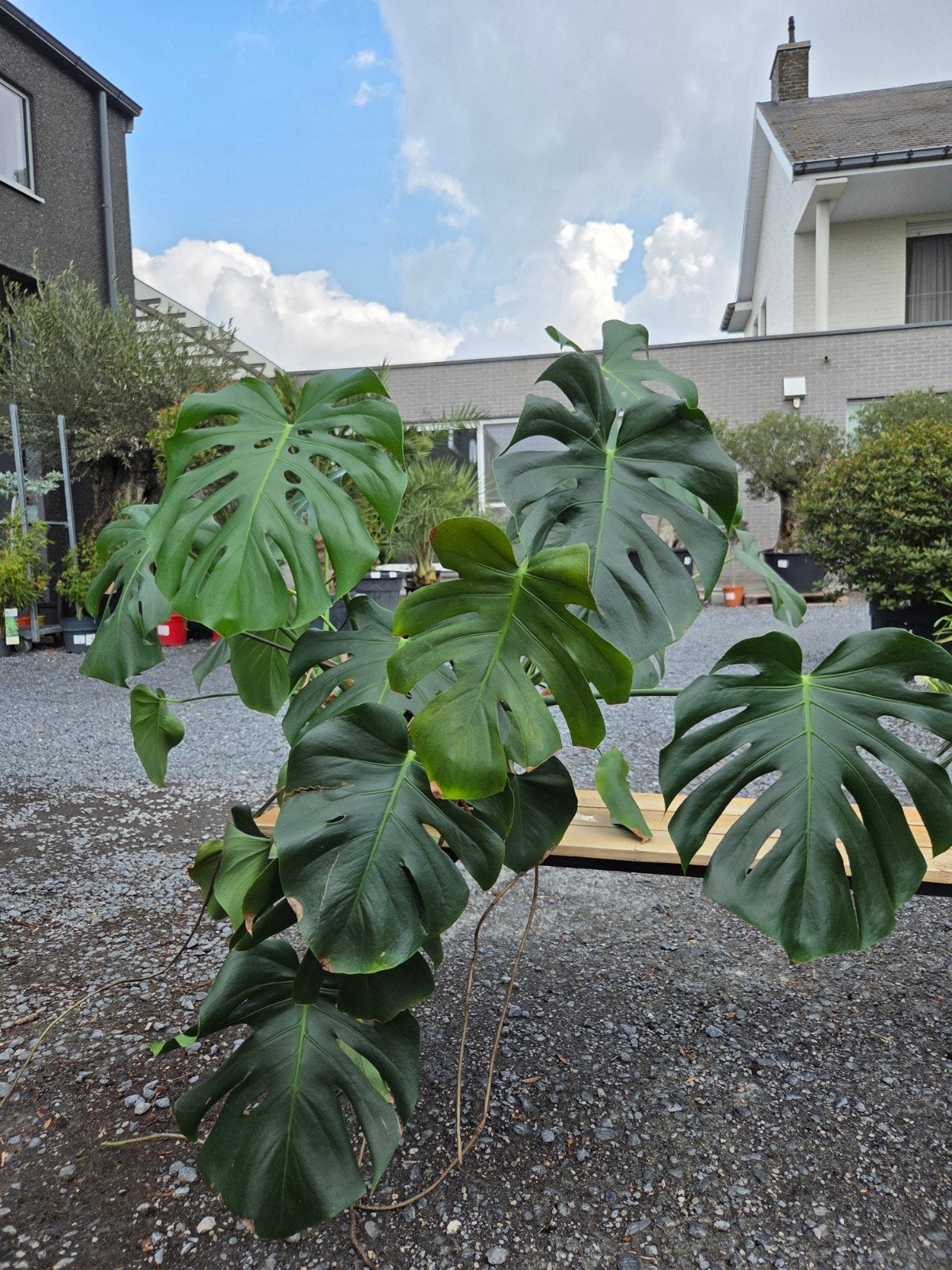 Kamerplant Monstera, Ophalen