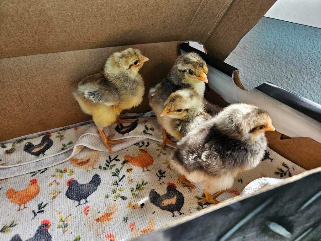 Cream legbar kuikens, Dieren en Toebehoren, Pluimvee