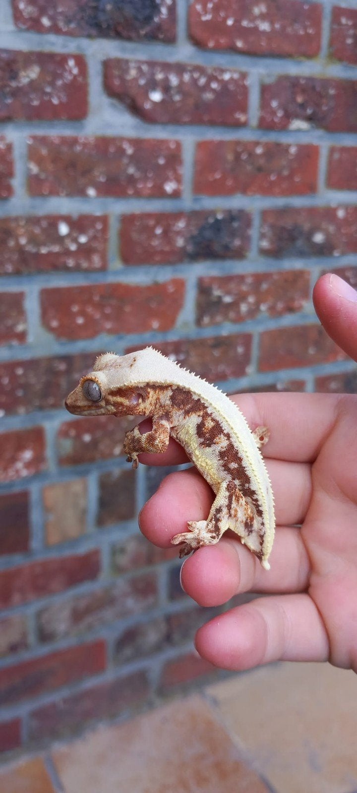 Rode Lilly White wimpergekko man, Schildpad, 0 tot 2 jaar