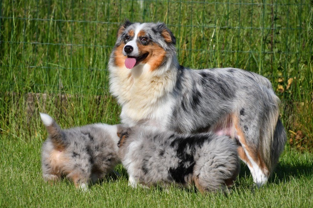 Australische Herder pups te koop, Dieren en Toebehoren, Parvo, België, 8 tot 15 weken, Meerdere