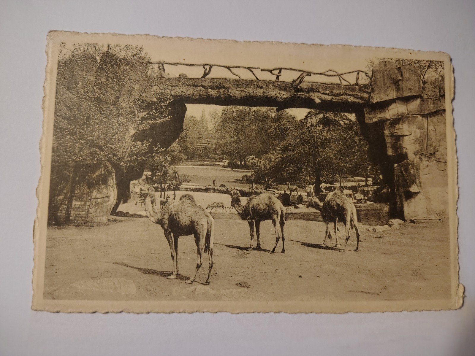 Le zoo Meharis d'Anvers dans le grand parc., Enlèvement ou Envoi, Anvers
