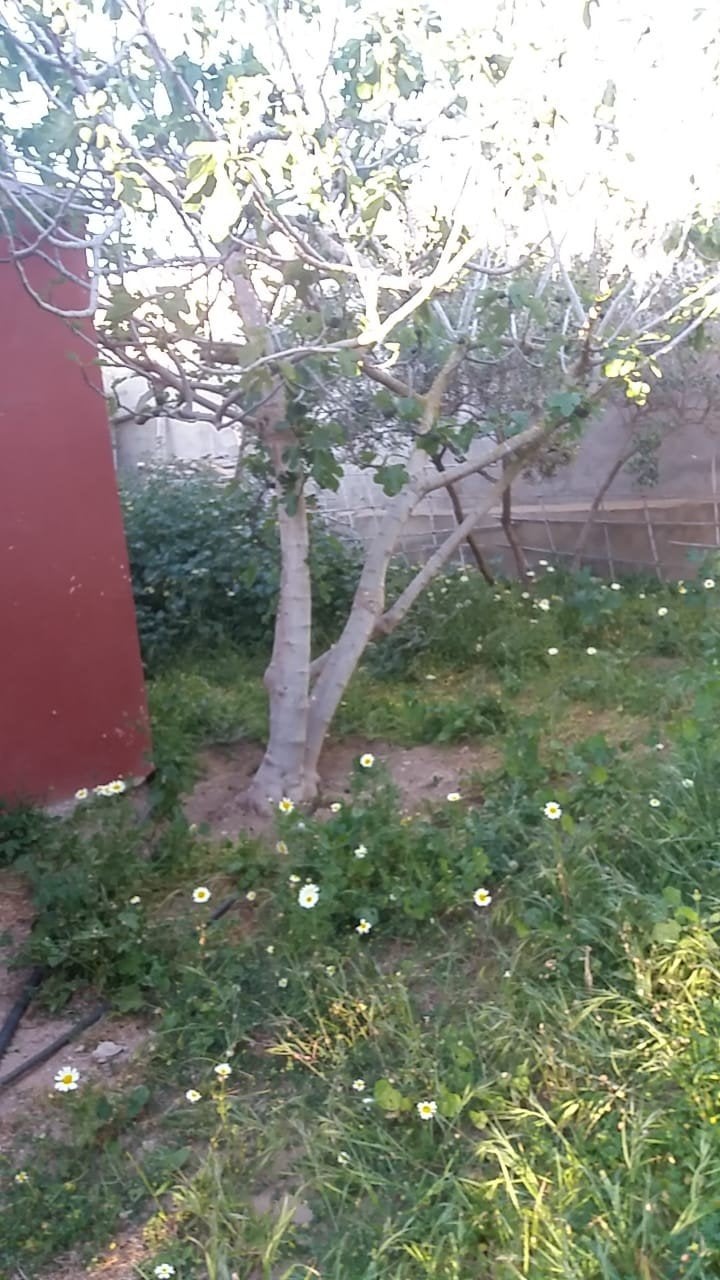 marokko nador gronden tekoop, Immo