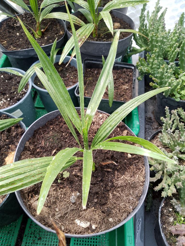 palmboom Trachycarpus princeps, Ophalen