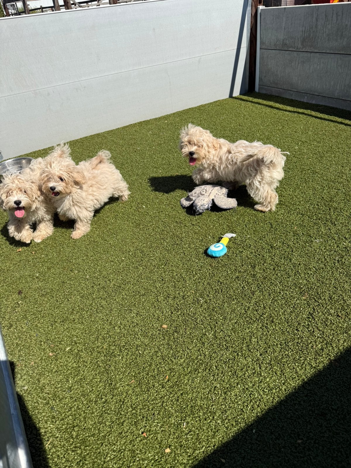 Maltipoo pups, België, 15 weken tot 1 jaar, CDV (hondenziekte), Meerdere