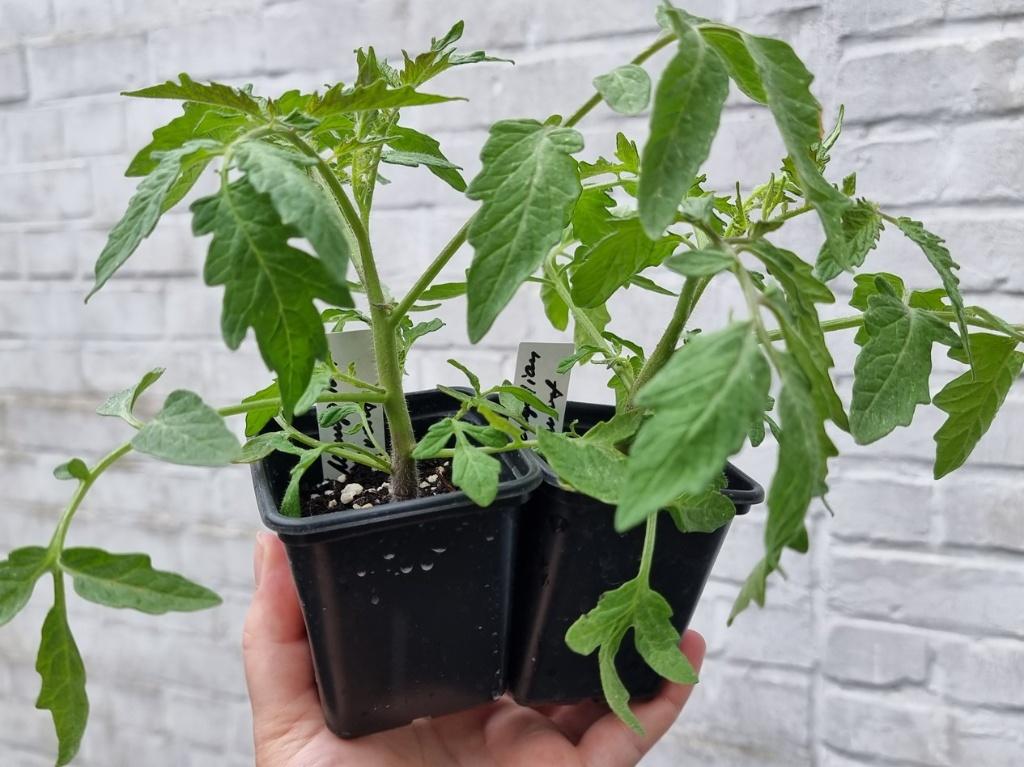 Tomatenplanten (verschillende rassen, vlees-, cherrytomaten), Jardin & Terrasse, Plantes | Jardin, Annuelle, Plein soleil, Été
