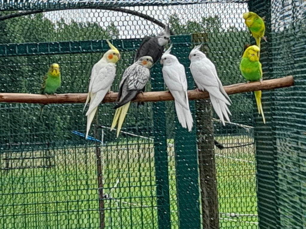 4 jonge valkparkieten te koop