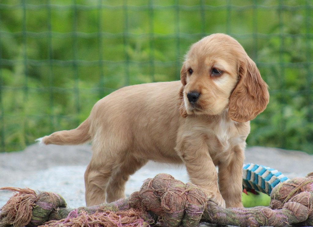 Engelse Cocker pups, Dieren en Toebehoren, België, CDV (hondenziekte), 8 tot 15 weken, Teef