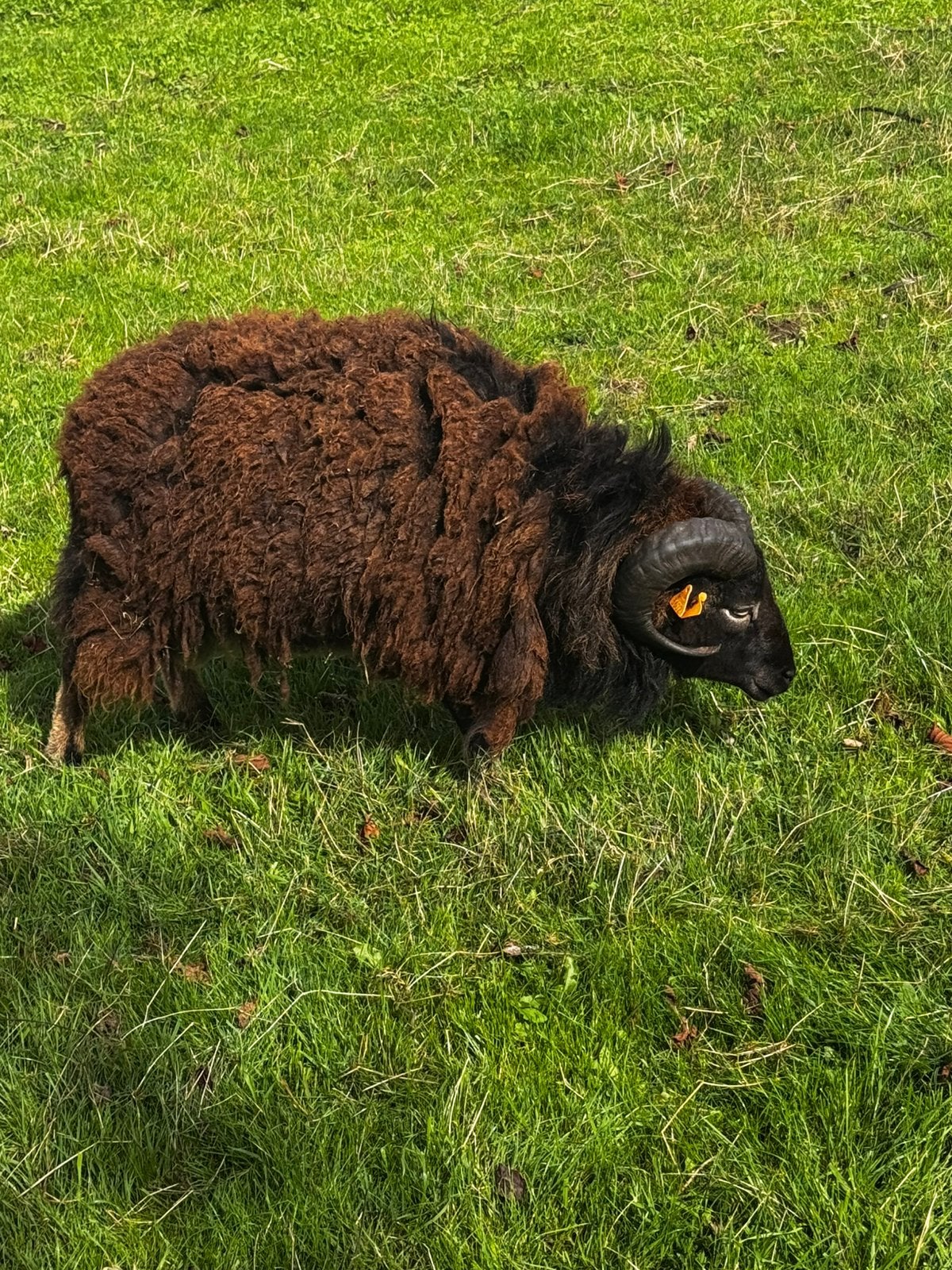 Ouessant ram tekoop, Dieren en Toebehoren, Mannelijk, Schaap, 0 tot 2 jaar