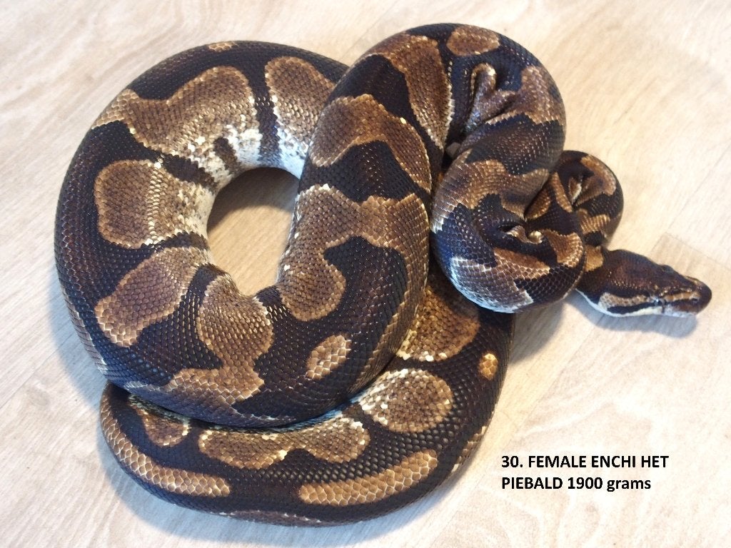 Koningspythons halfwas en volwassen kweekdieren deel 2 Ball Python photo 6