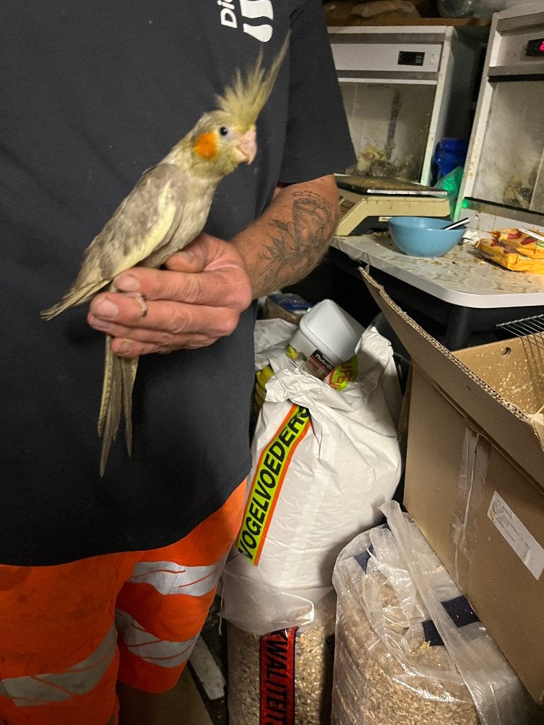 Tamme valkparkieten en Kakariki’s, Dieren en Toebehoren, Vogels | Parkieten en Papegaaien, Meerdere dieren, Parkiet, Pratend
