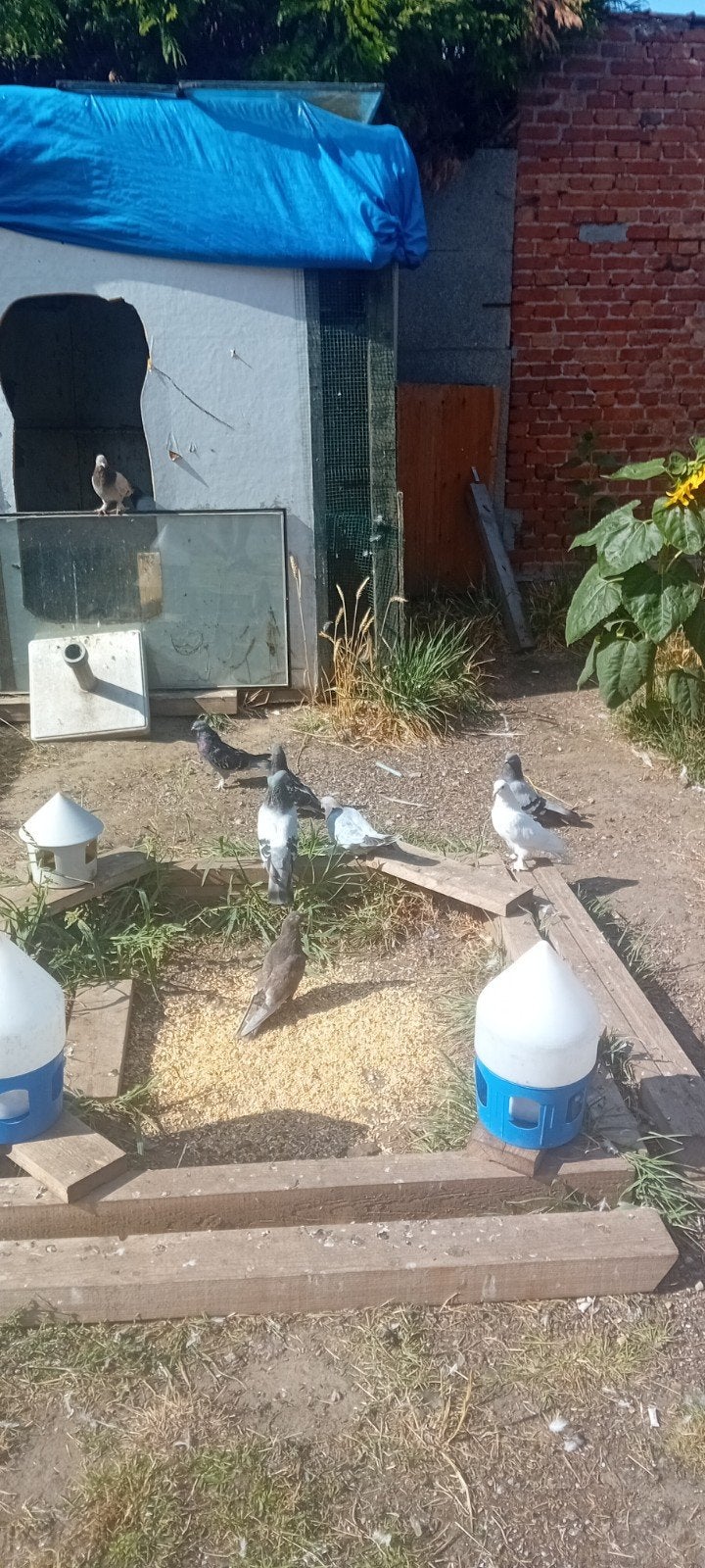 takla 0470618142, Animaux & Accessoires