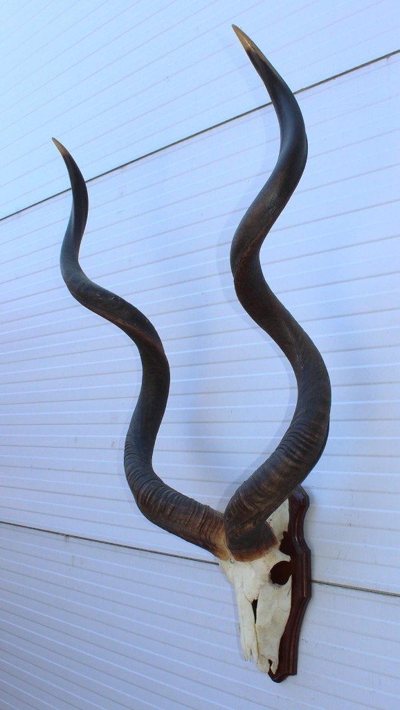 Grote schedel KUDU ANTILOPE op houten schild (ref. K), Verzamelen, Ophalen, Gebruikt, Wild dier, Schedel