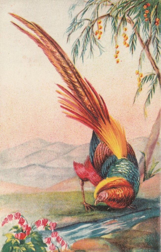 GOUDFAZANT, Verzenden, Ongelopen, Vogel