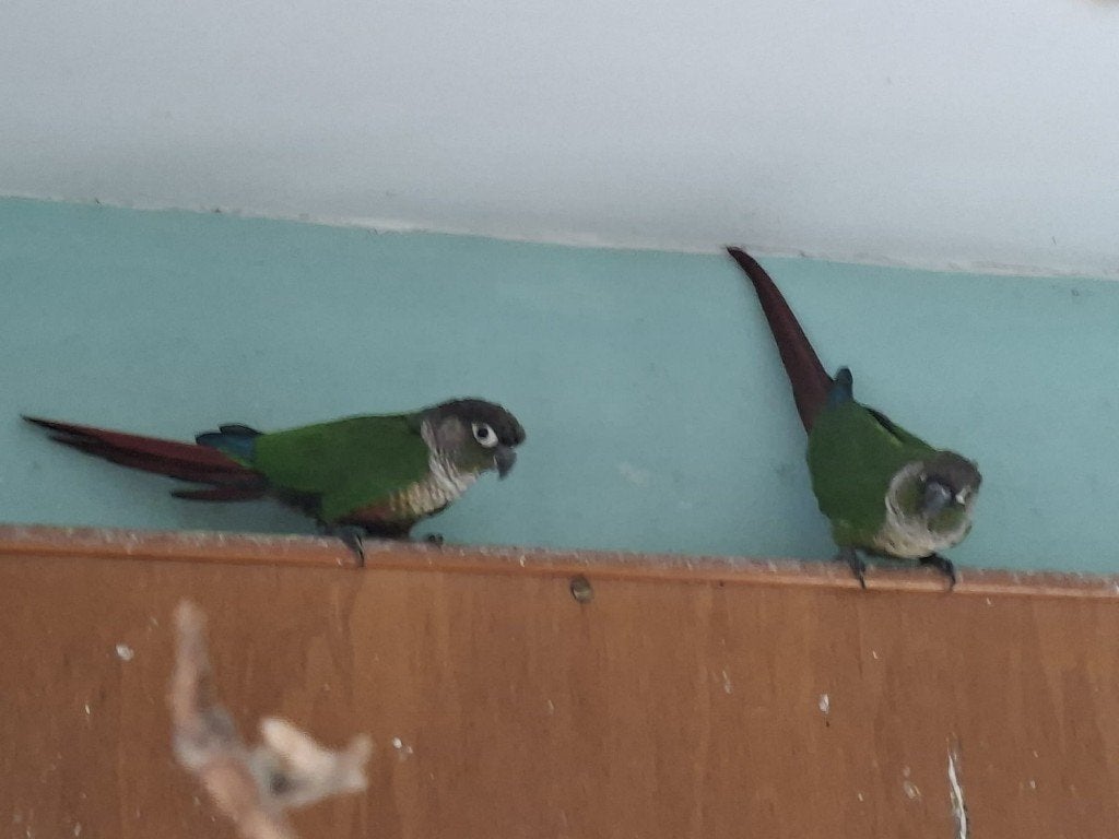 Mooi koppel Pyrrhura papegaaien, Dieren en Toebehoren, Vogels | Parkieten en Papegaaien, Meerdere dieren, Papegaai, Geringd