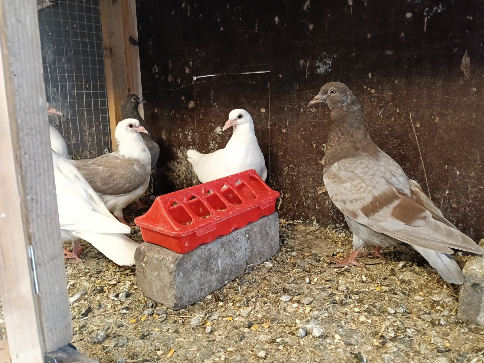 Jonge duiven, Dieren en Toebehoren