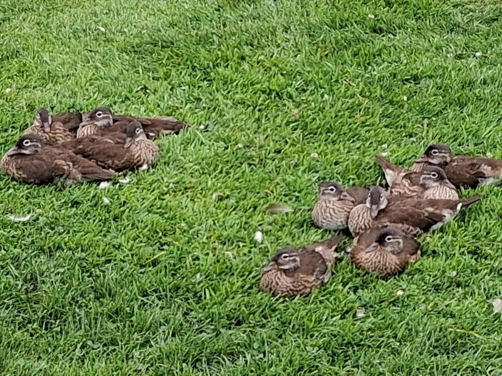Mandarijneenden, Plusieurs animaux, Canard