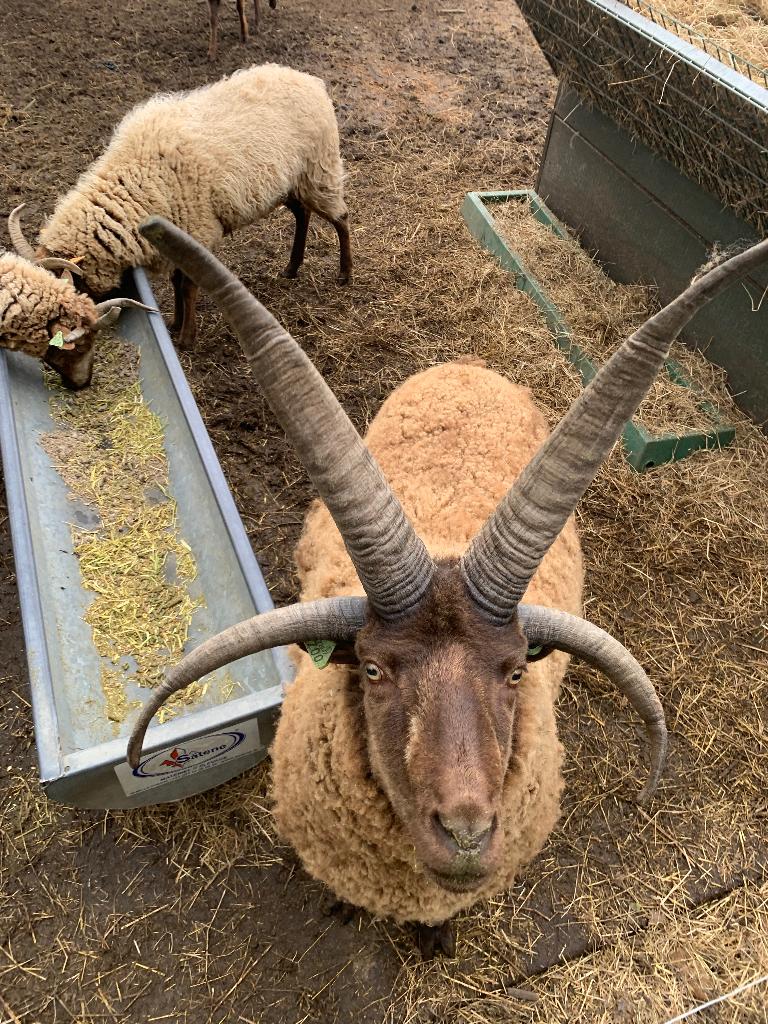 Manx Loaghtan lammeren, Animaux & Accessoires, Moutons, Chèvres & Cochons, Mouton, Plusieurs animaux, 0 à 2 ans