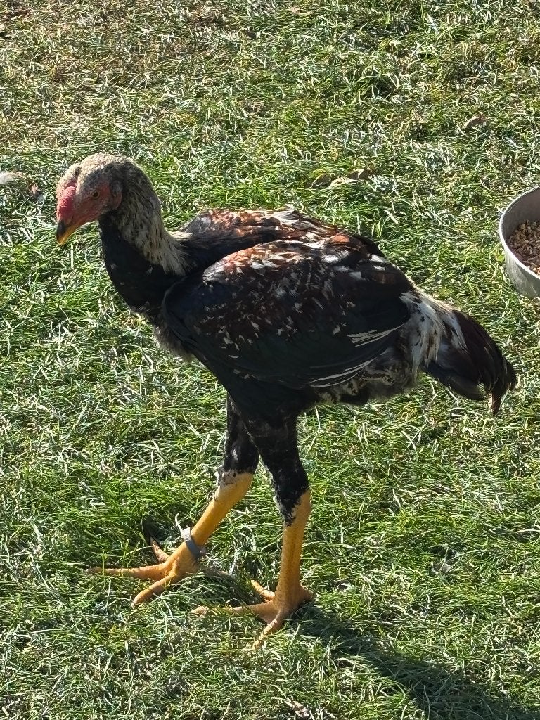 2 Hanen Indio gigante 2026  Duitse origine, Dieren en Toebehoren, Meerdere dieren, Kip