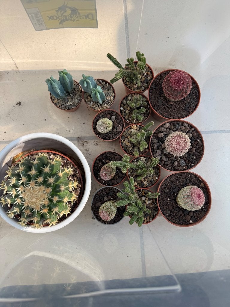 Cactus soorten/var, Ophalen, 100 tot 150 cm, Halfschaduw, Bloeiende kamerplant
