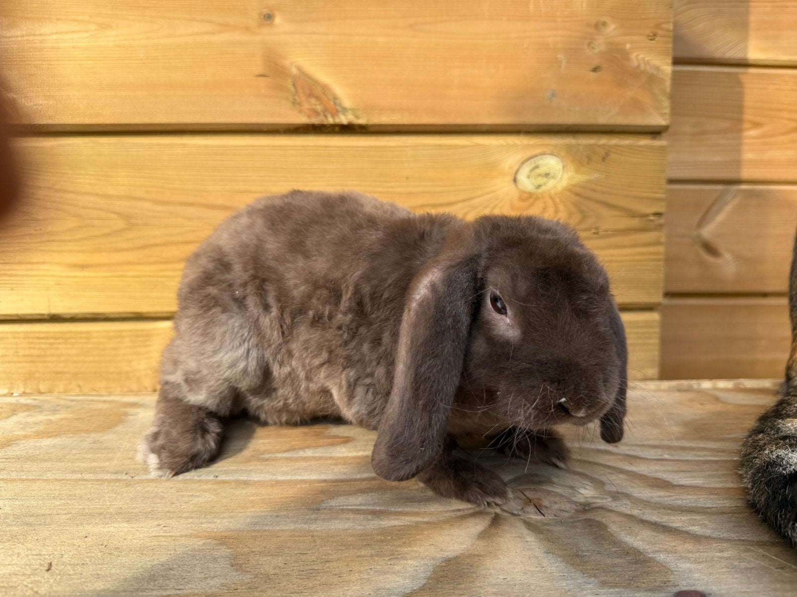 Rex widder voedster, Femelle, Nain, Oreilles tombantes, 0 à 2 ans