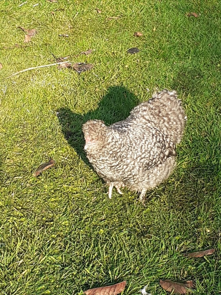 Zijdehoen hennen, Dieren en Toebehoren, Kip