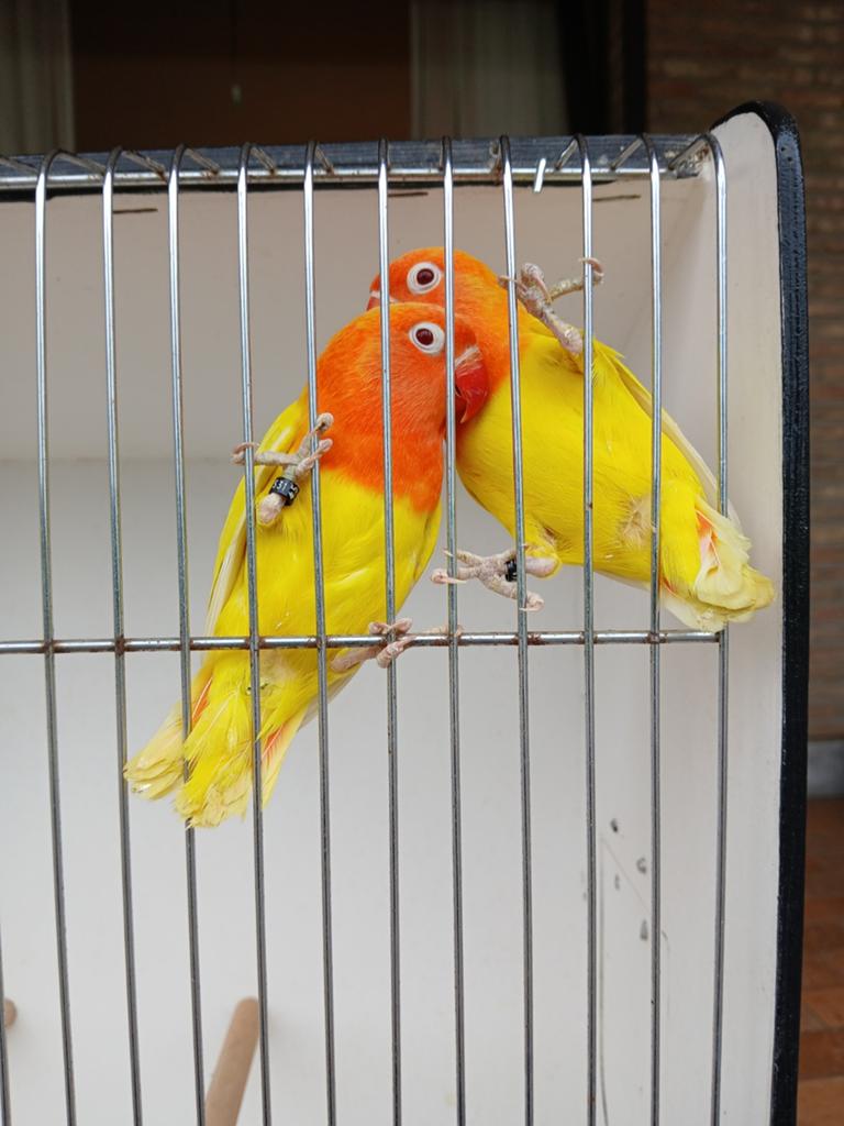 Couple Lutino Fischeri's 2025, Plusieurs animaux, Perroquet nain ou Inséparable, Bagué