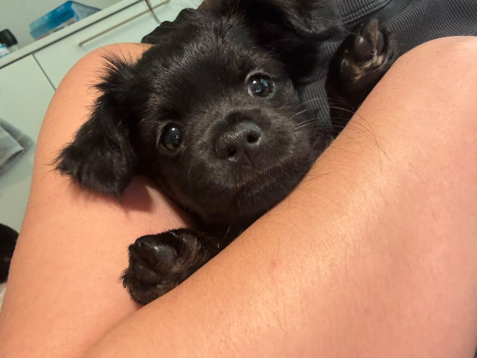 Chihuahua puppy 8 weken oud, Ophalen