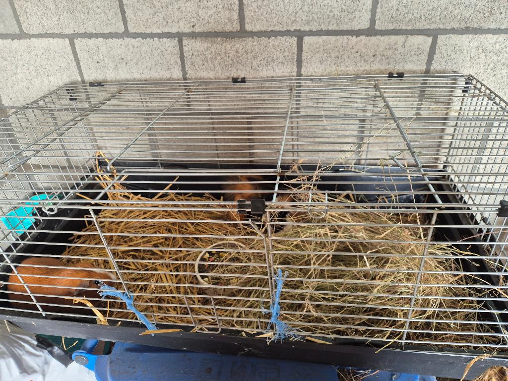 Cavia's beertjes + kooi, Juli, Mannelijk, Cavia