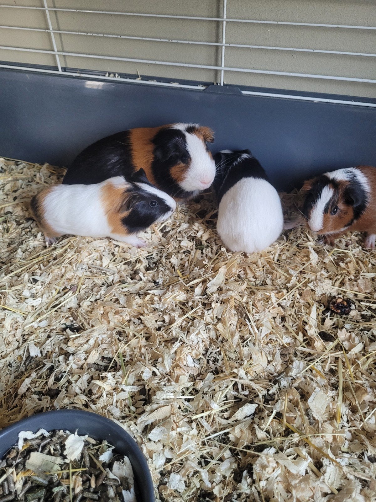 Baby cavia's, Dieren en Toebehoren, Cavia, Mannelijk, Juli, Tam