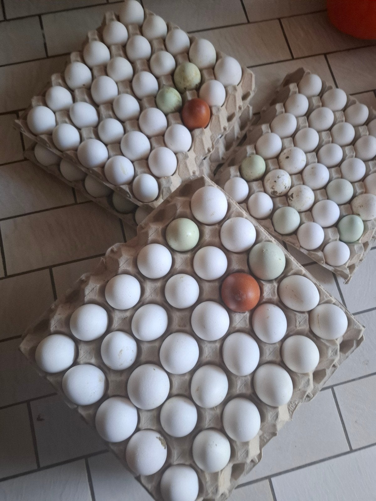 oeufs bio 5€/12 pieces a retirer sur dilbeek, Enlèvement