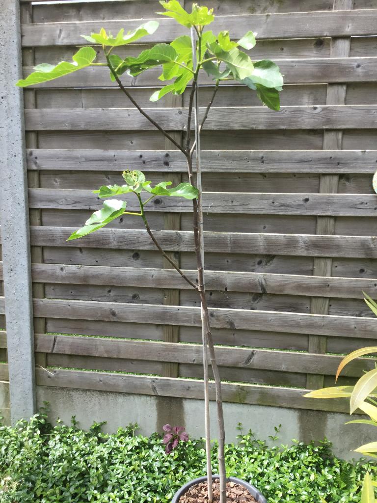 Vijgenboom, olijfboom, oleander, Tuin en Terras, Planten | Tuinplanten, Ophalen
