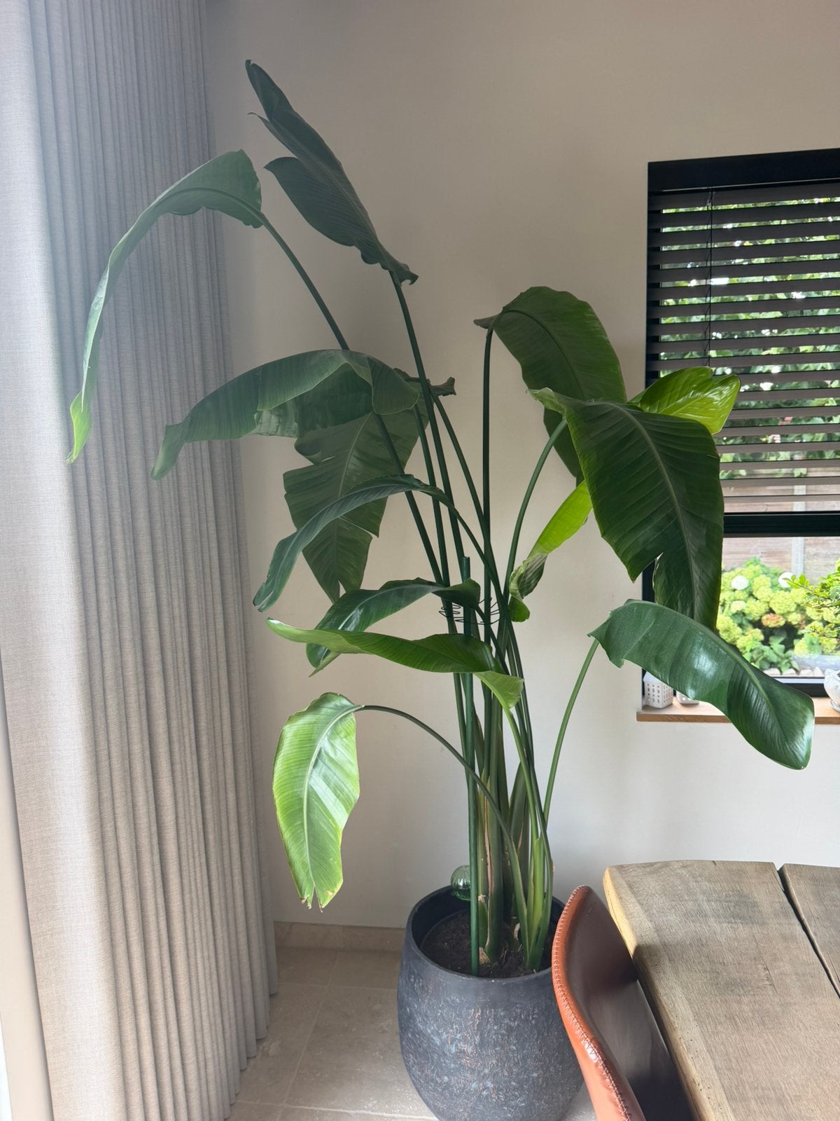 Kamerplant Strelizia Nicolai, Maison & Meubles, Enlèvement