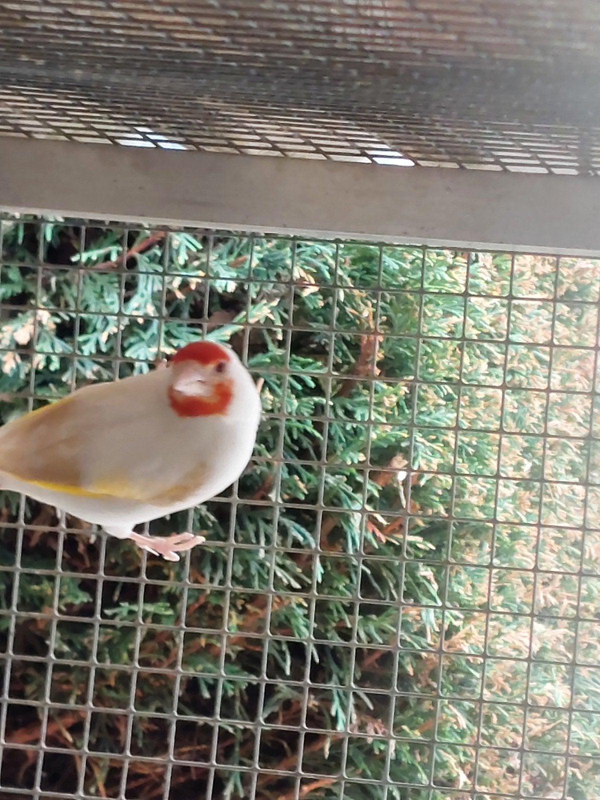 Distelvinken putters, Dieren en Toebehoren