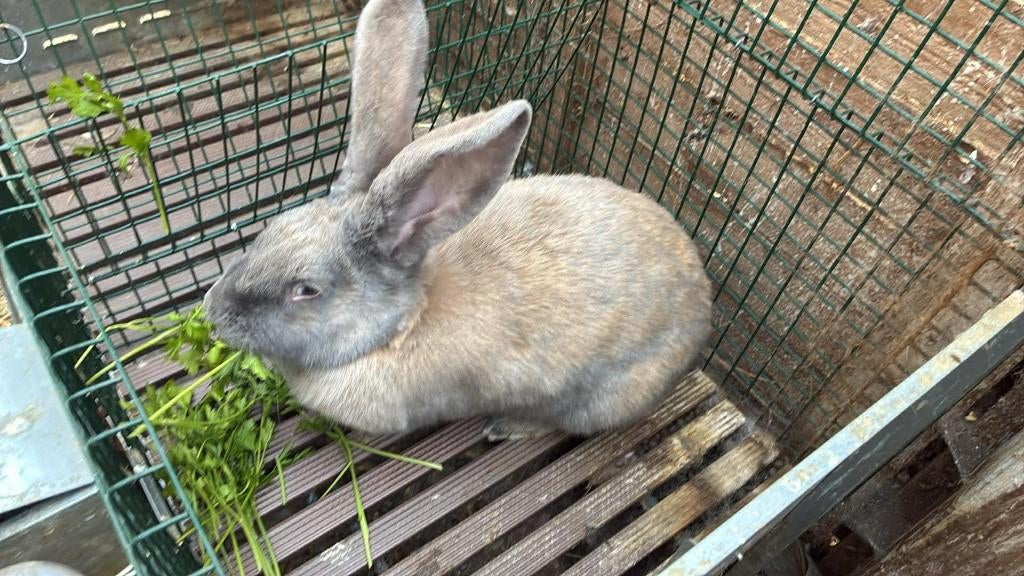 Lapin femelle, Femelle, Taille moyenne, 0 à 2 ans