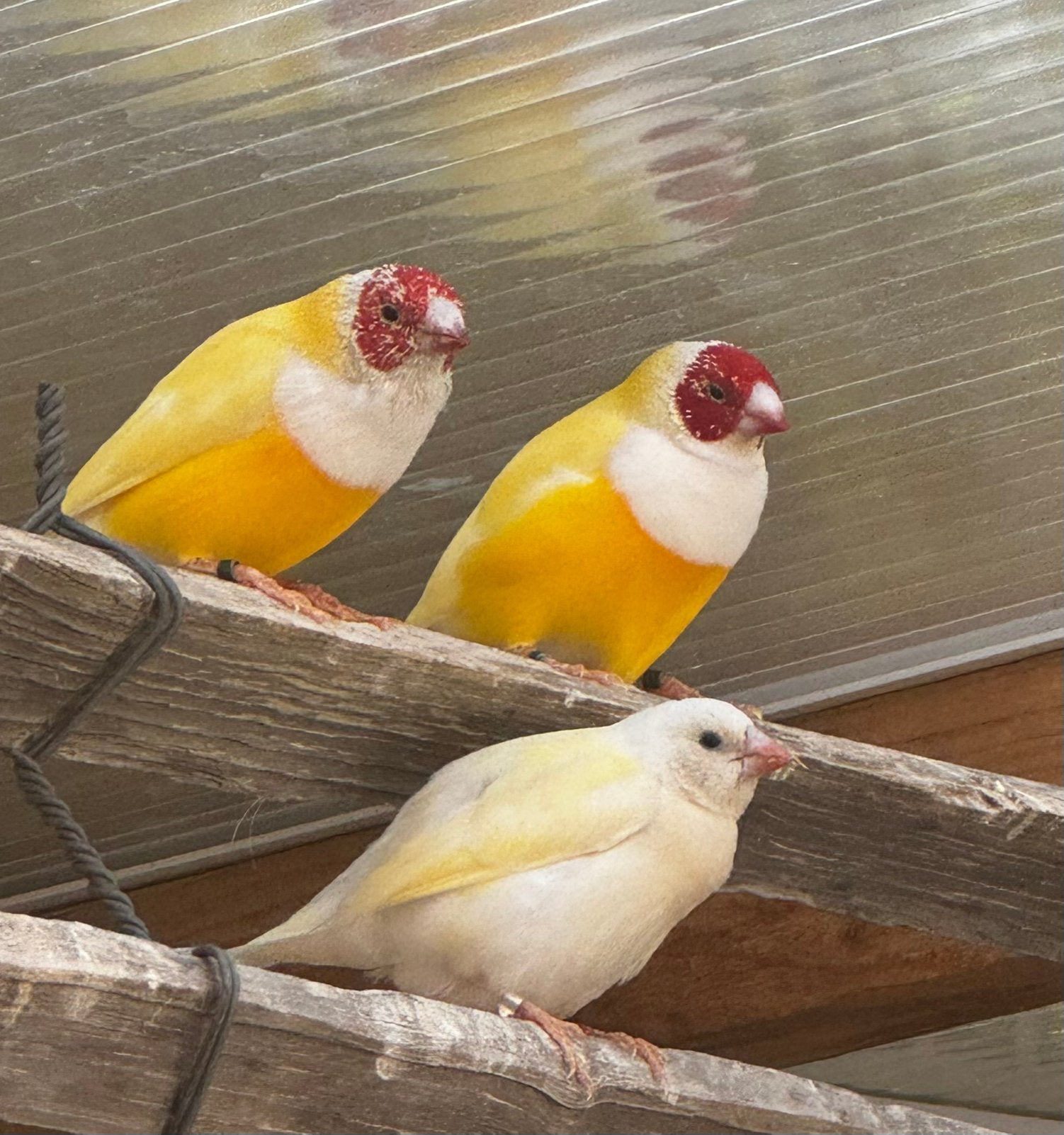 Gele gouldamandine mannen ruilen, Animaux & Accessoires, Oiseaux | Oiseaux Autre, Mâle, Oiseau tropical