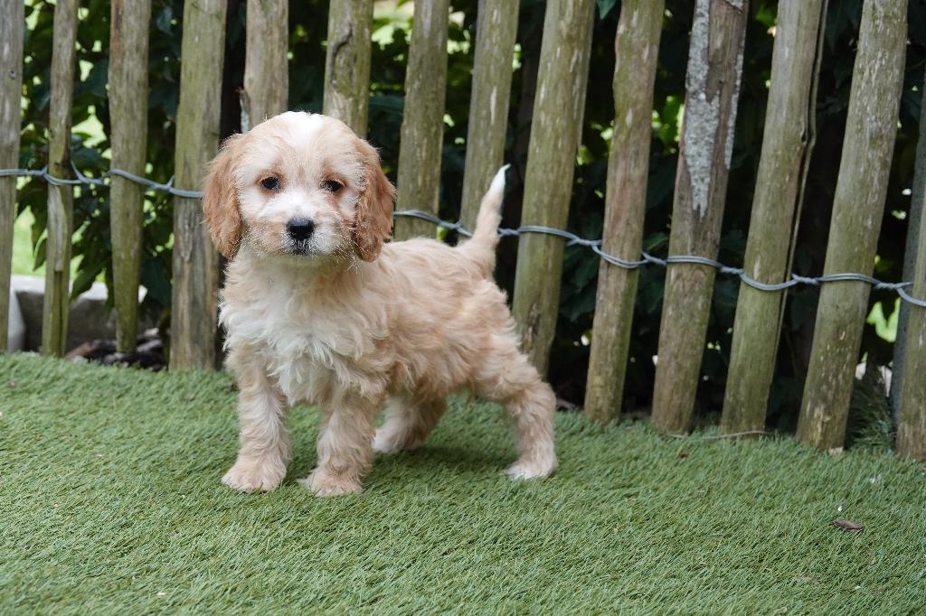Magnifiques chiots Cockapoo, Animaux & Accessoires, Autres races, Plusieurs, Hépatite contagieuse (maladie de Rubarth), Belgique