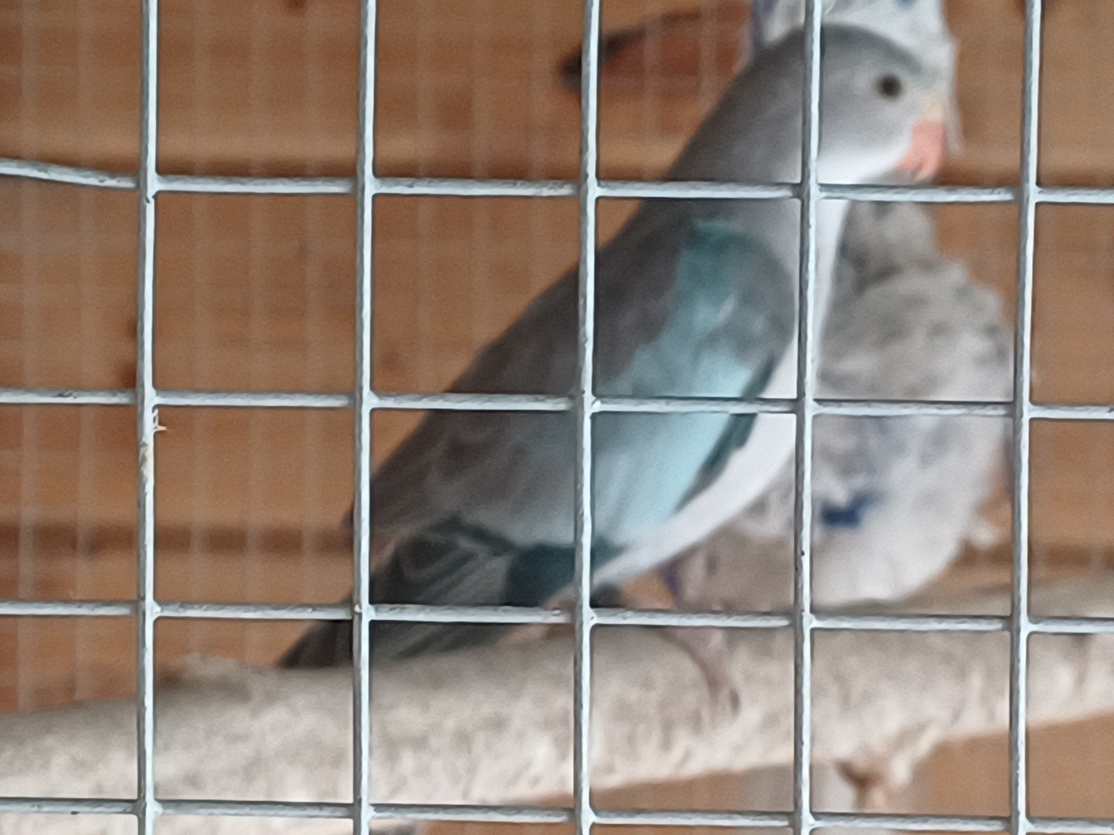 Princess of wales, Dieren en Toebehoren