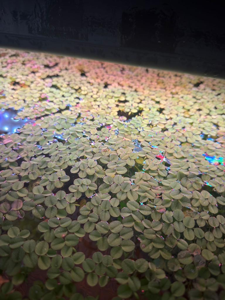 Drijfplanten aquarium