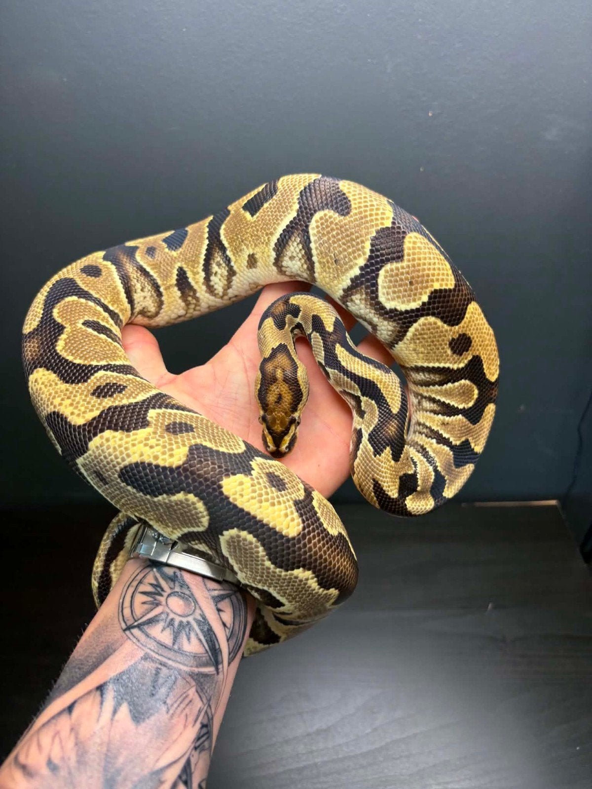 Kweek klare Ball pythons (regius). Ball Python - male for sale from nick