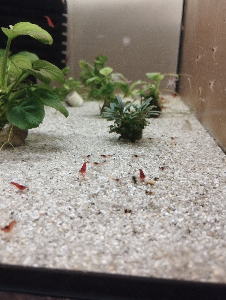Garnalen mix 100 voor 50€, Dieren en Toebehoren, Vissen | Aquariumvissen, Zoetwatervis, Kreeft, Krab of Garnaal