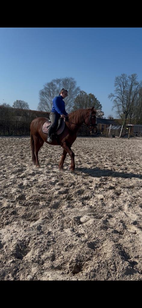 D pony merrie, Dieren en Toebehoren, Merrie
