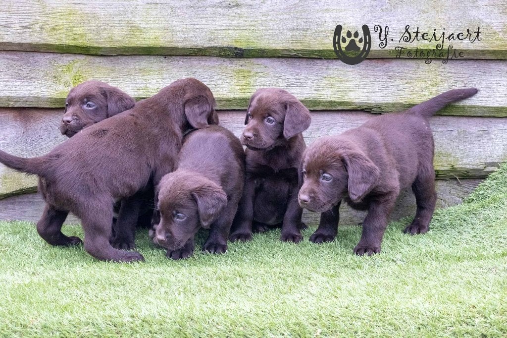 prachtige labrador pups, moeder is hier aanwezig, Animaux & Accessoires, Maladie de Carré (chiens), Labrador retriever, Plusieurs